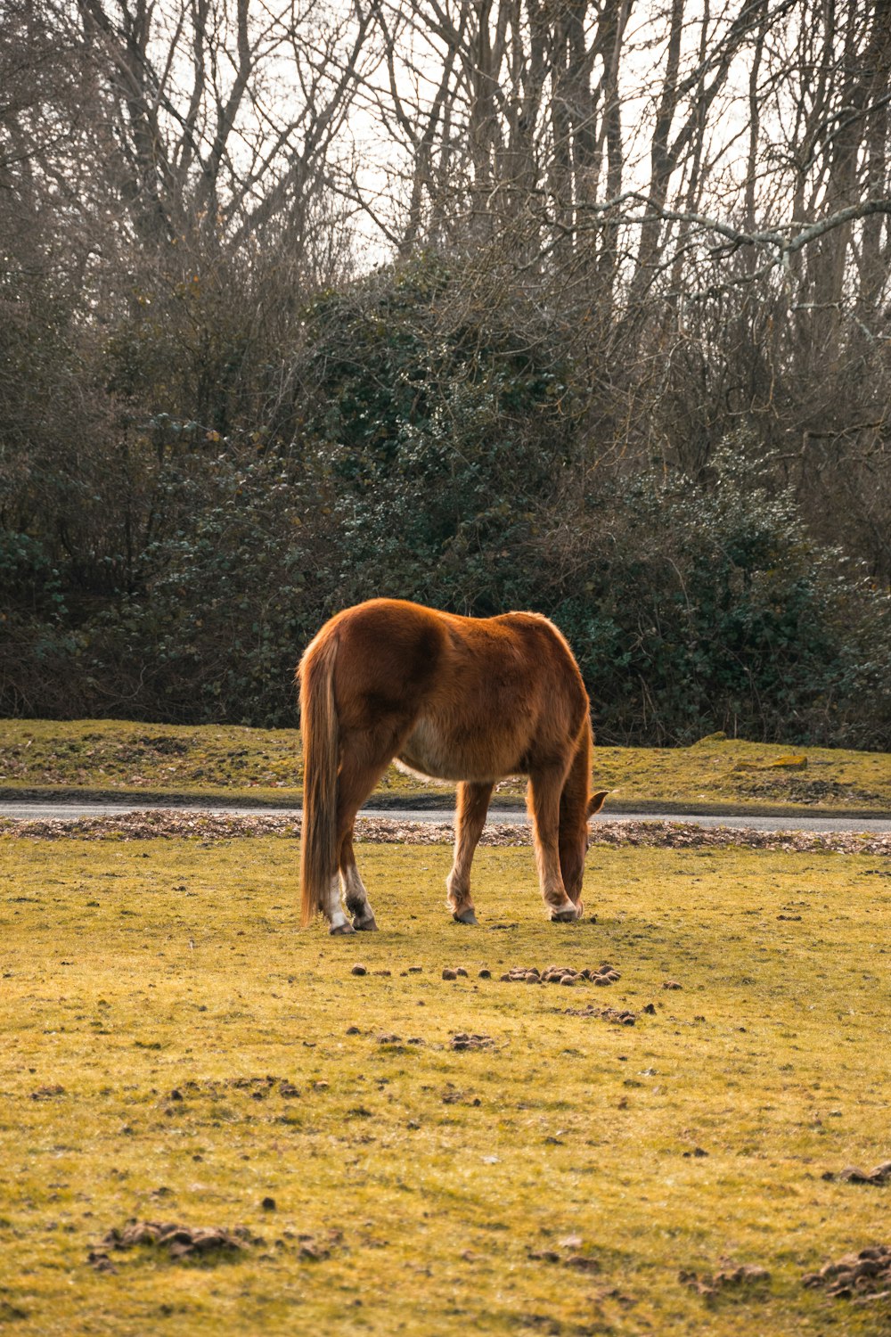 a brown horse standing on top of a lush green field