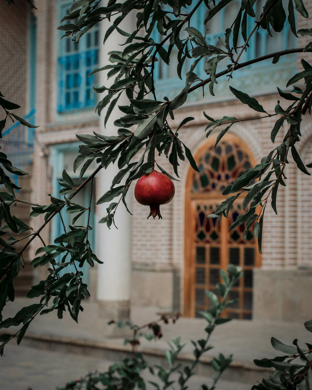 a pomegranate hanging from a tree in front of a building