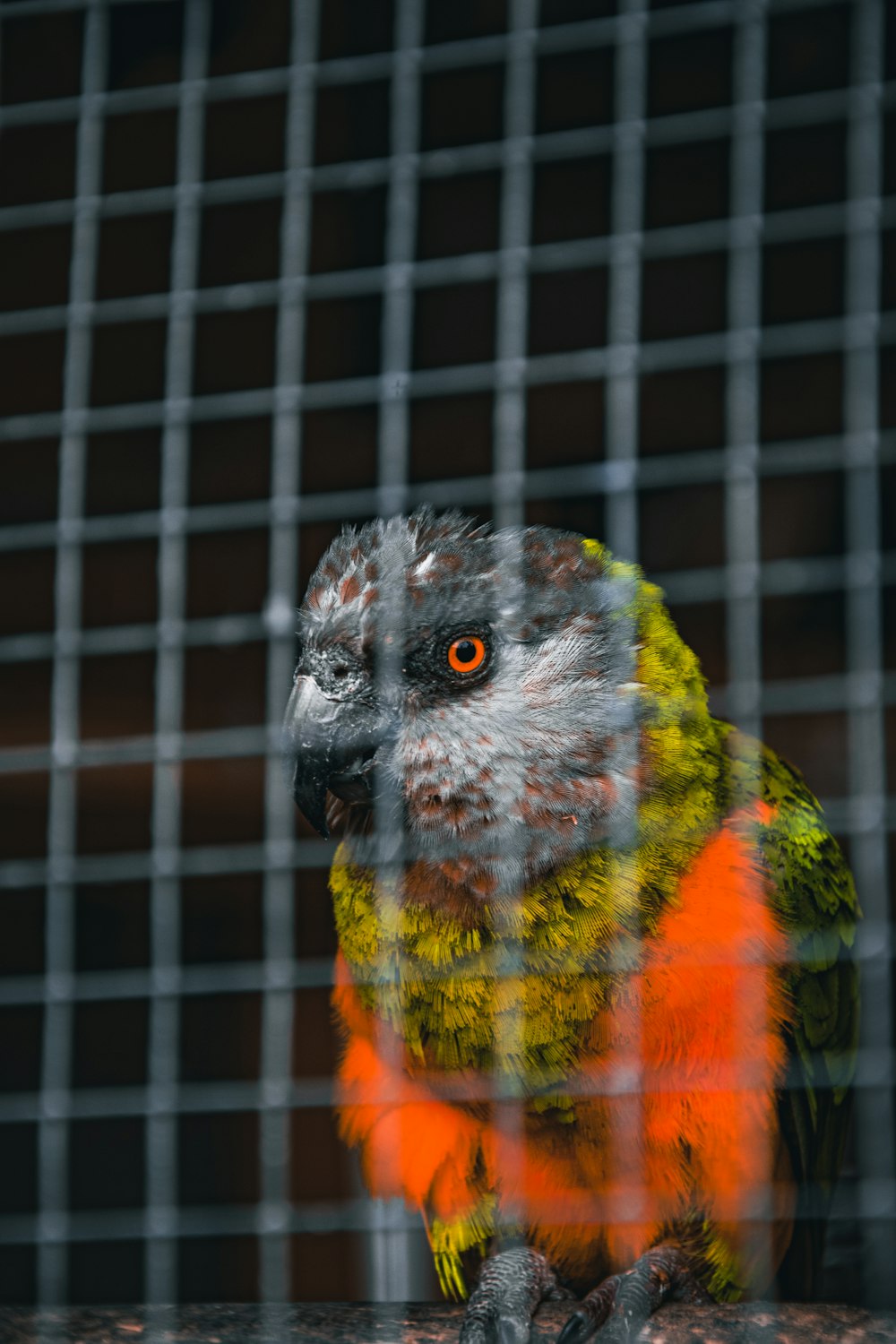 a colorful bird sitting on a perch in a cage