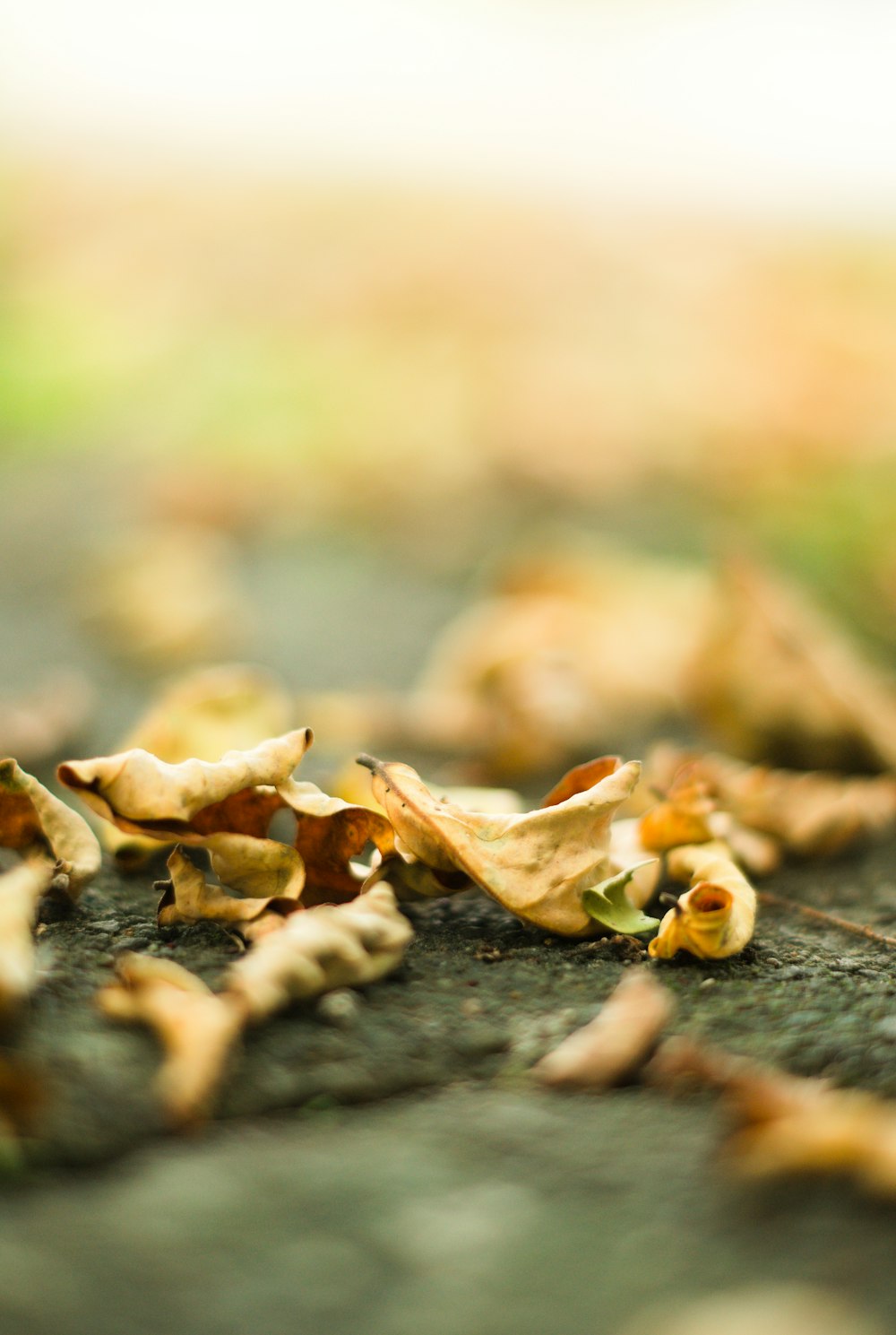 a bunch of leaves that are on the ground