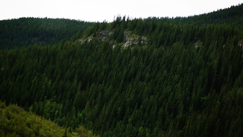 a forest with a mountain in the background