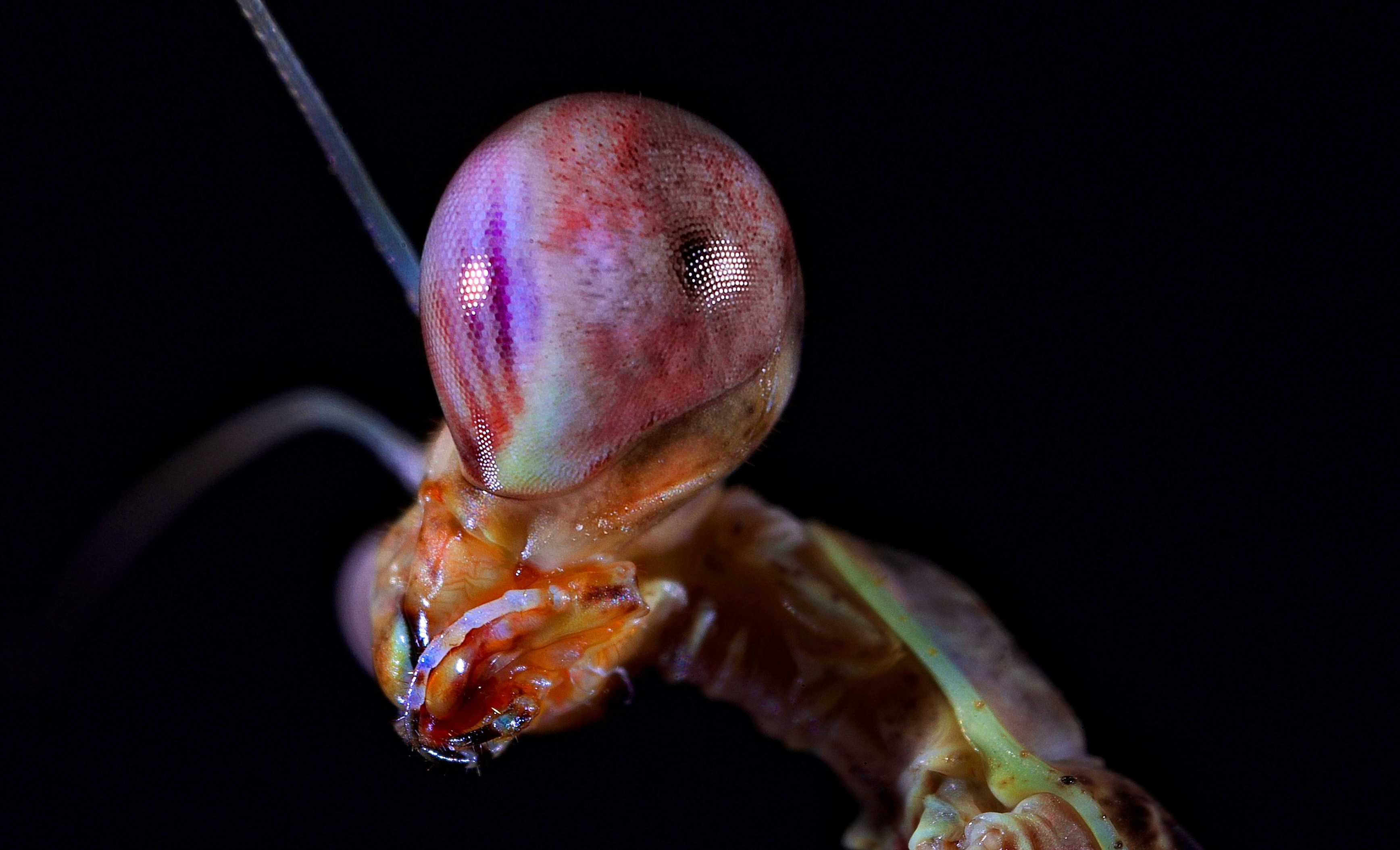 a close up of a colorful insect on a black background