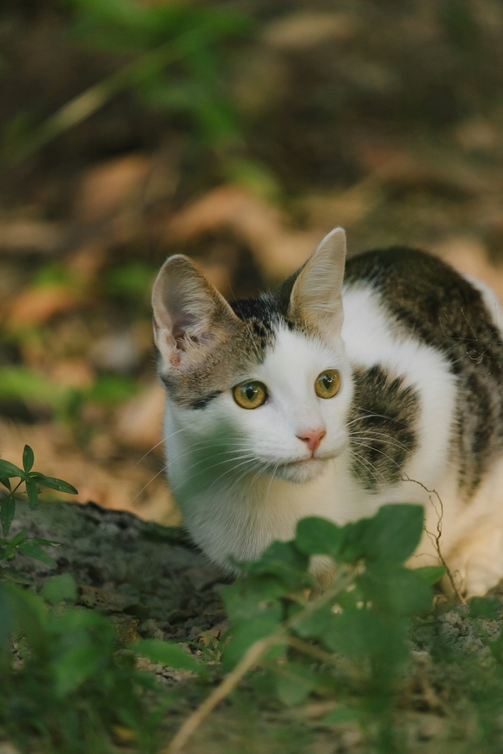 a cat sitting on the ground in the grass