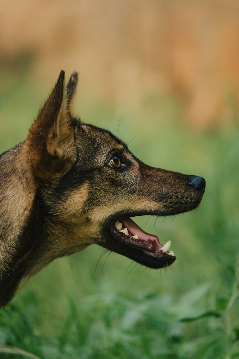 a close up of a dog with its mouth open