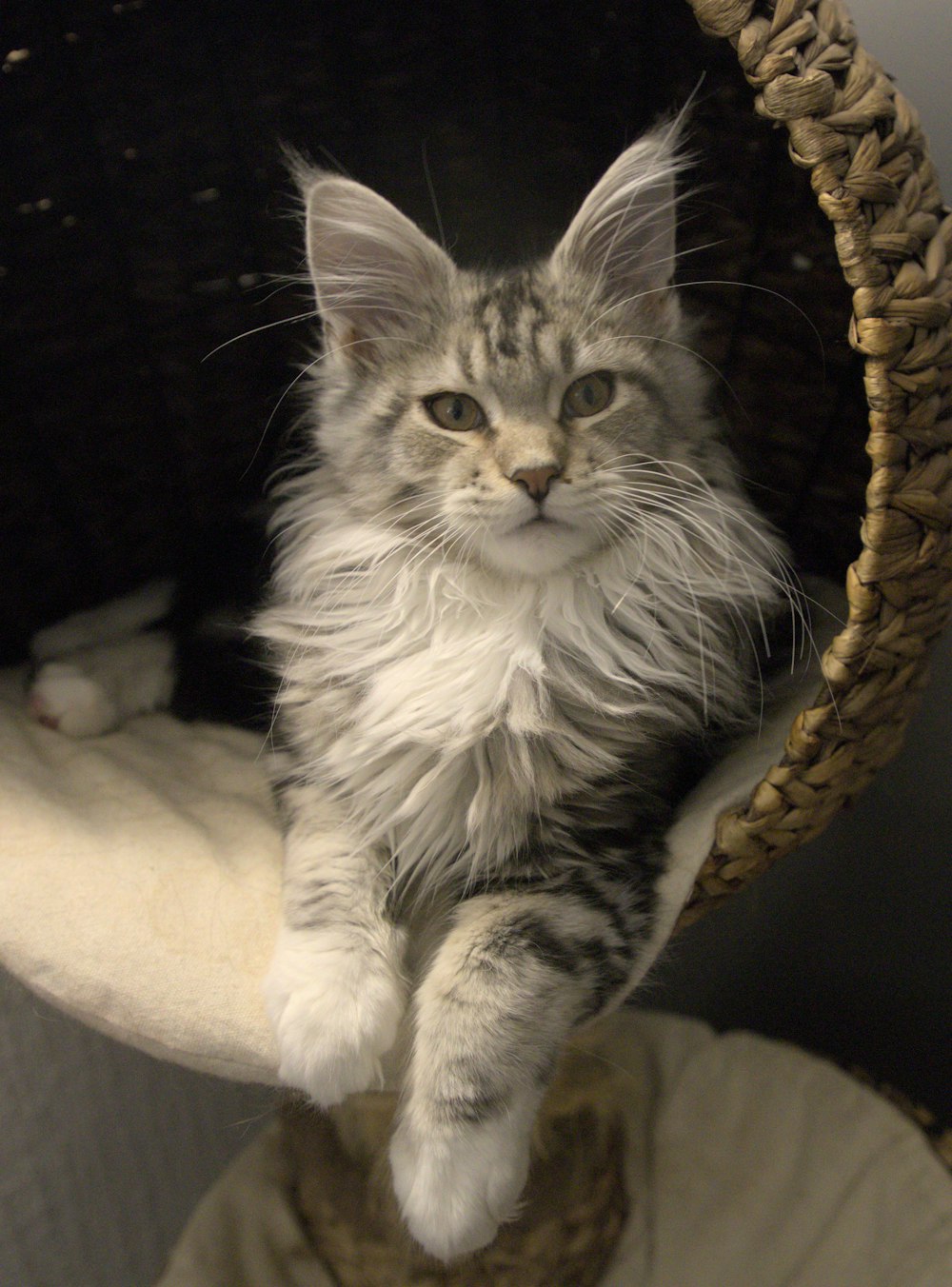 a grey and white cat sitting in a cat tree