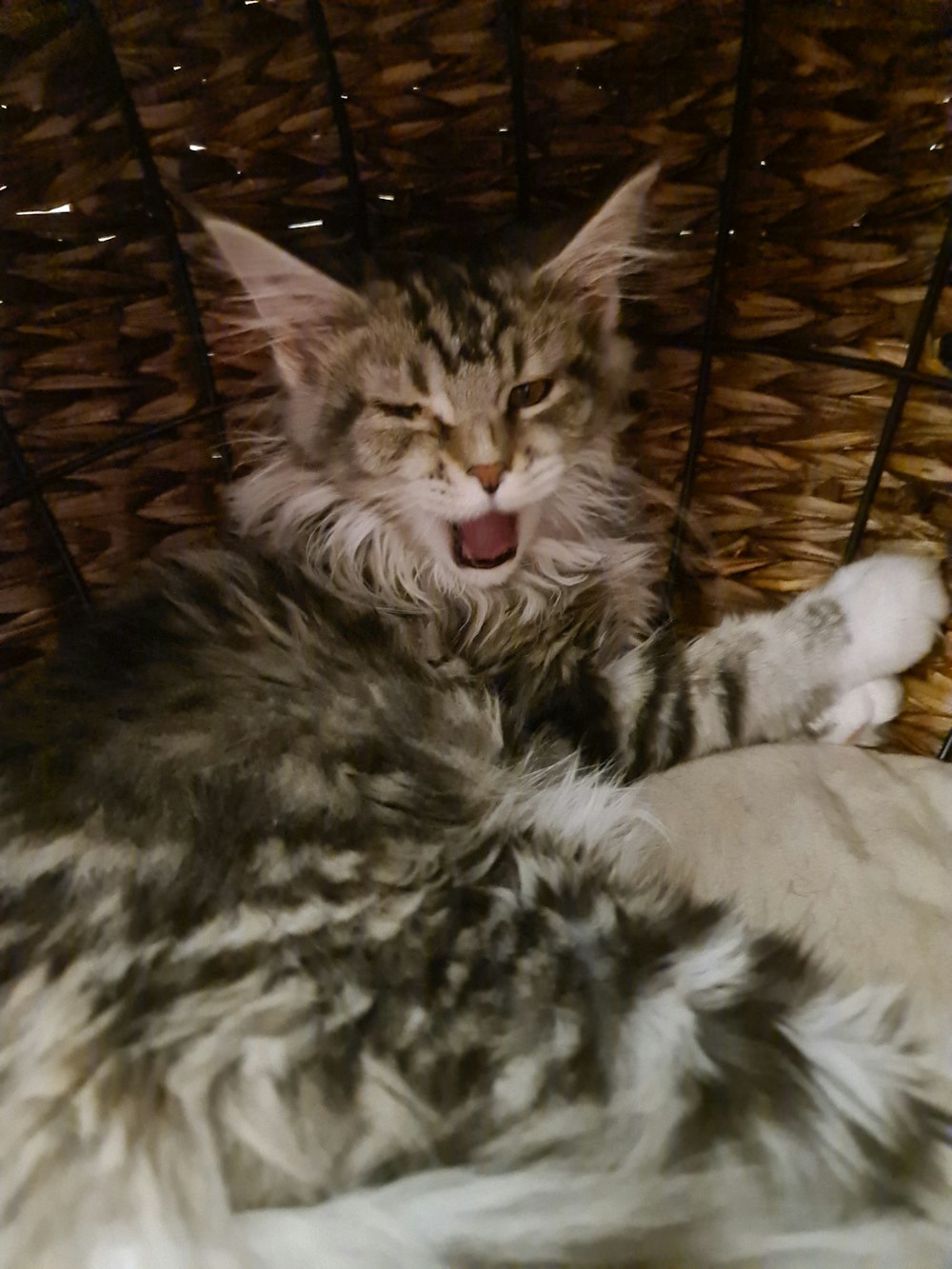 a cat yawns while laying in a basket