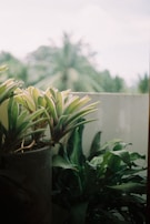 Several houseplants in a pot are positioned in front of a blurred background featuring palm trees and a bright sky. The focus is on the plants, which are lush with green and variegated leaves.