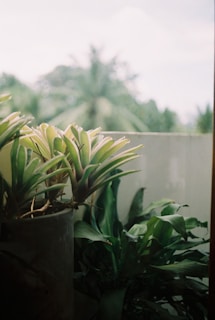 Several houseplants in a pot are positioned in front of a blurred background featuring palm trees and a bright sky. The focus is on the plants, which are lush with green and variegated leaves.