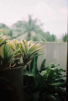 Several houseplants in a pot are positioned in front of a blurred background featuring palm trees and a bright sky. The focus is on the plants, which are lush with green and variegated leaves.