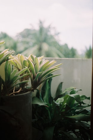 Several houseplants in a pot are positioned in front of a blurred background featuring palm trees and a bright sky. The focus is on the plants, which are lush with green and variegated leaves.