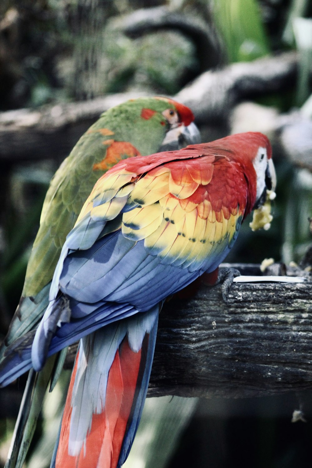 two colorful parrots are sitting on a branch