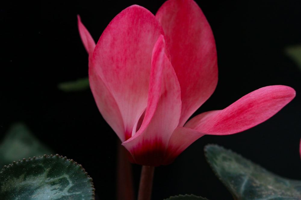 a pink flower with green leaves on a black background