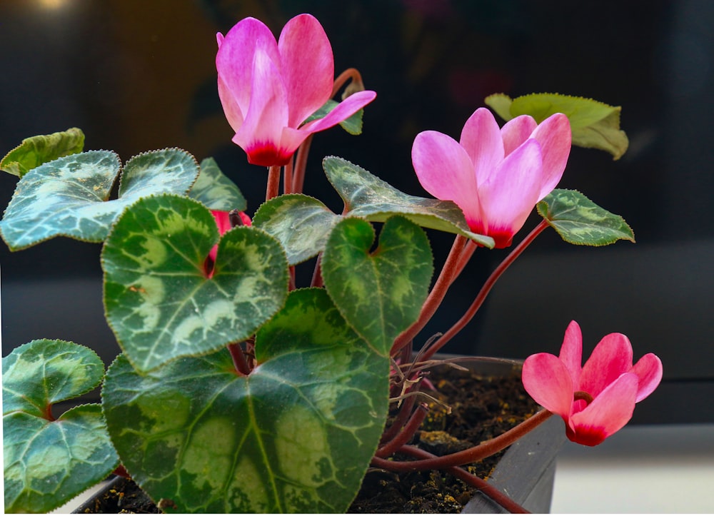 a potted plant with pink flowers and green leaves