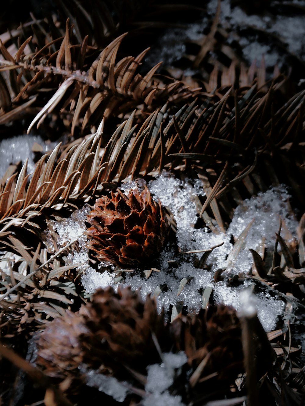 a pine cone sitting on top of a pile of snow