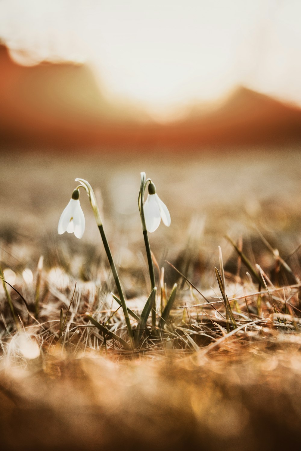 a couple of flowers that are in the grass