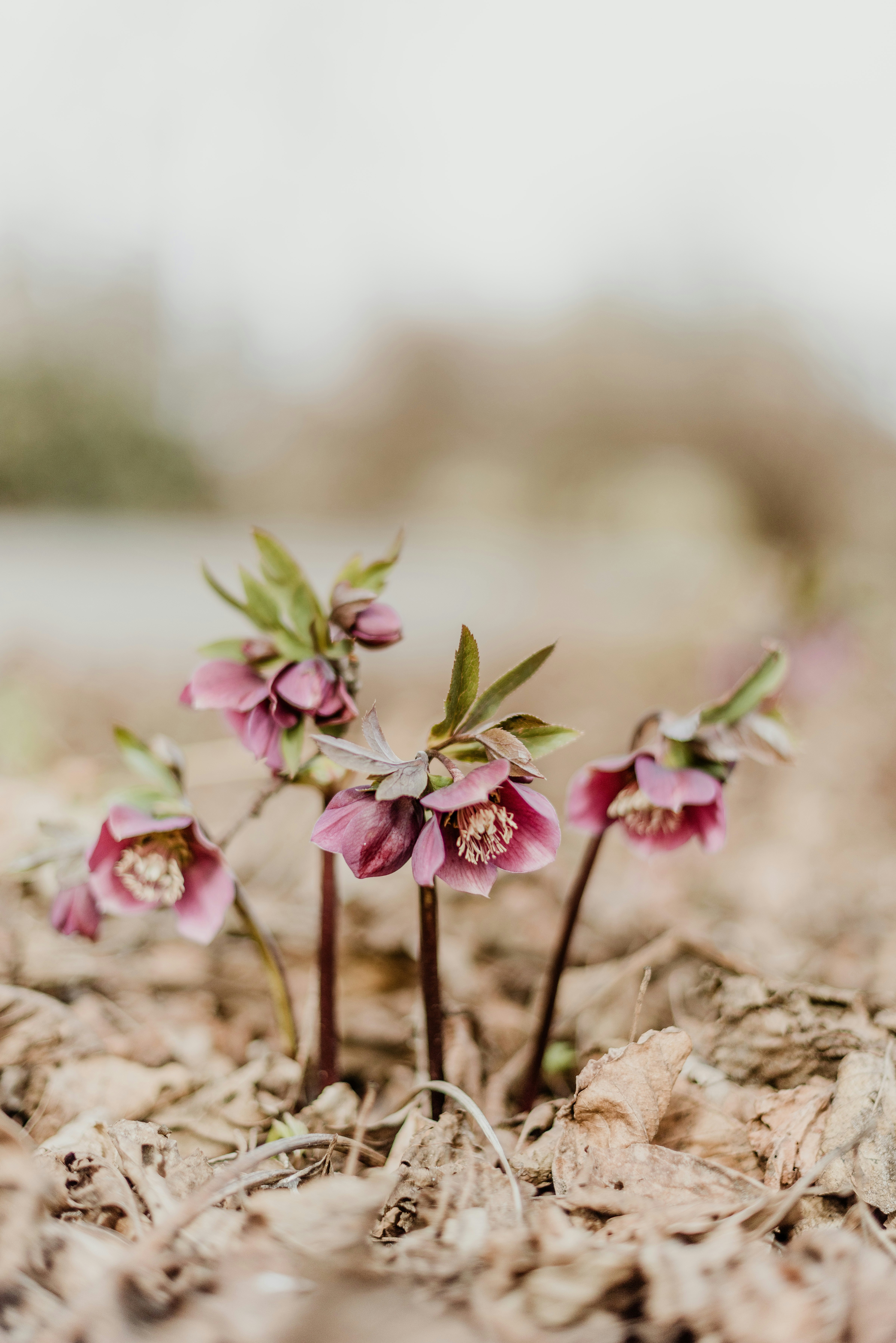 a couple of small pink flowers sitting on top of leaves