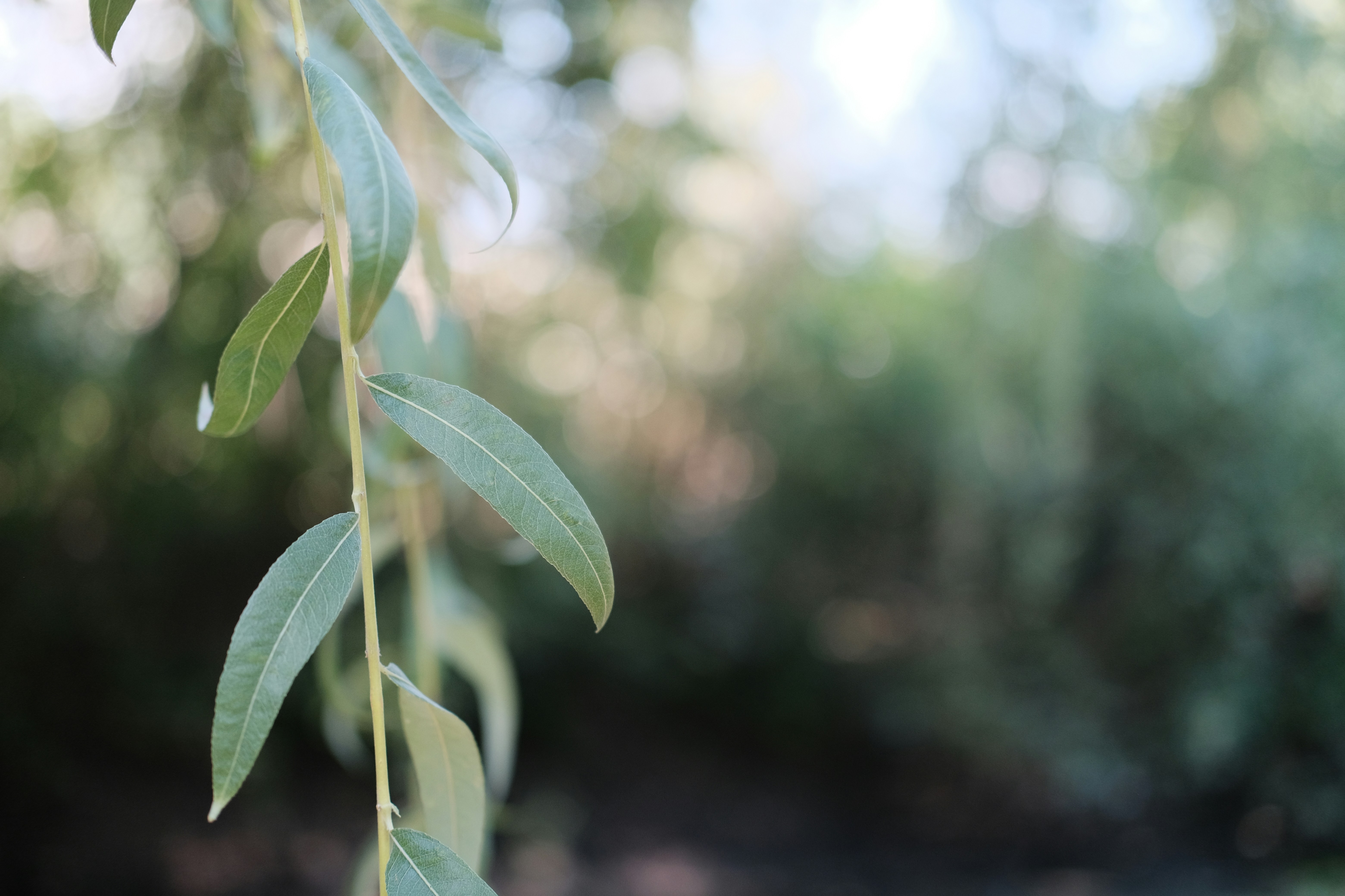 Photo by anton_keizer