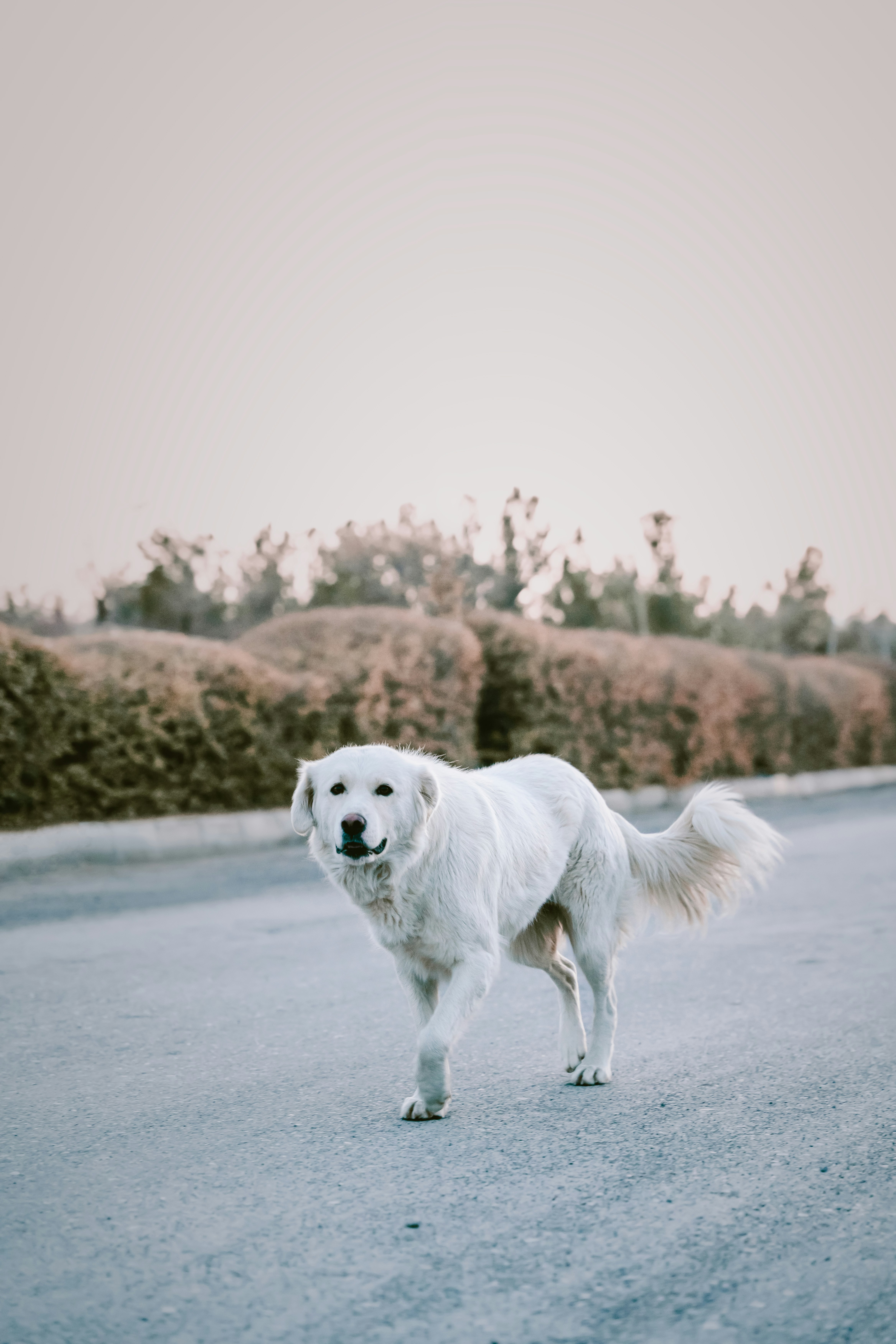 Photo by mahdibafande