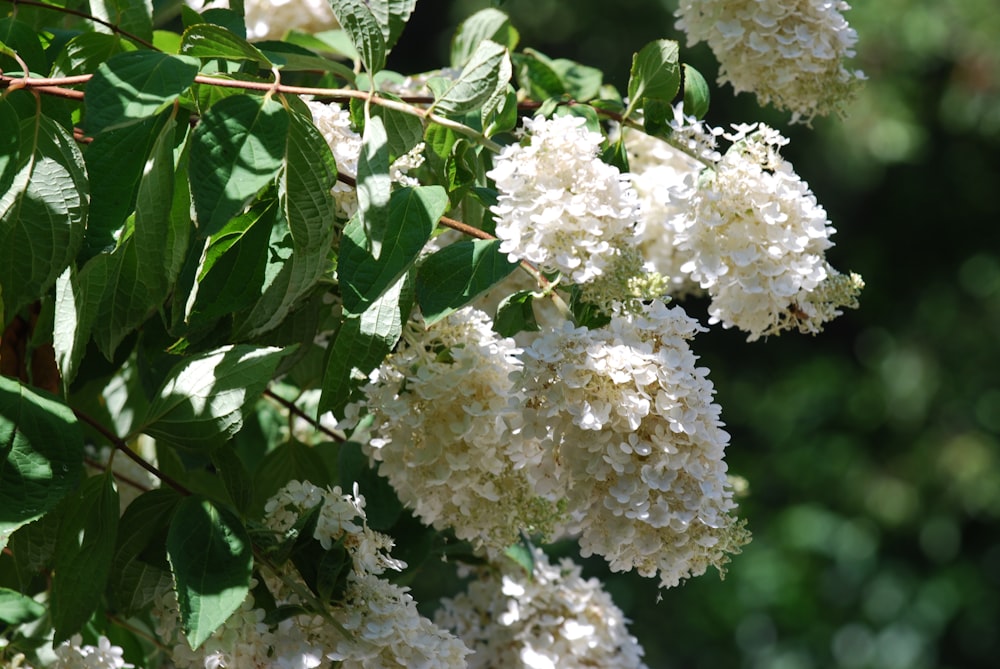 a bunch of white flowers hanging from a tree