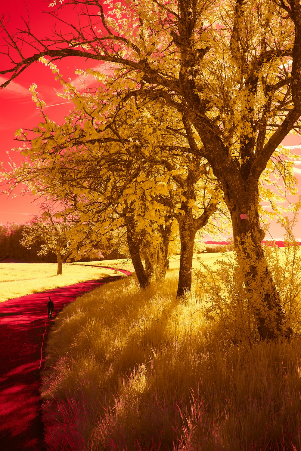 a red and yellow photo of a tree in a field