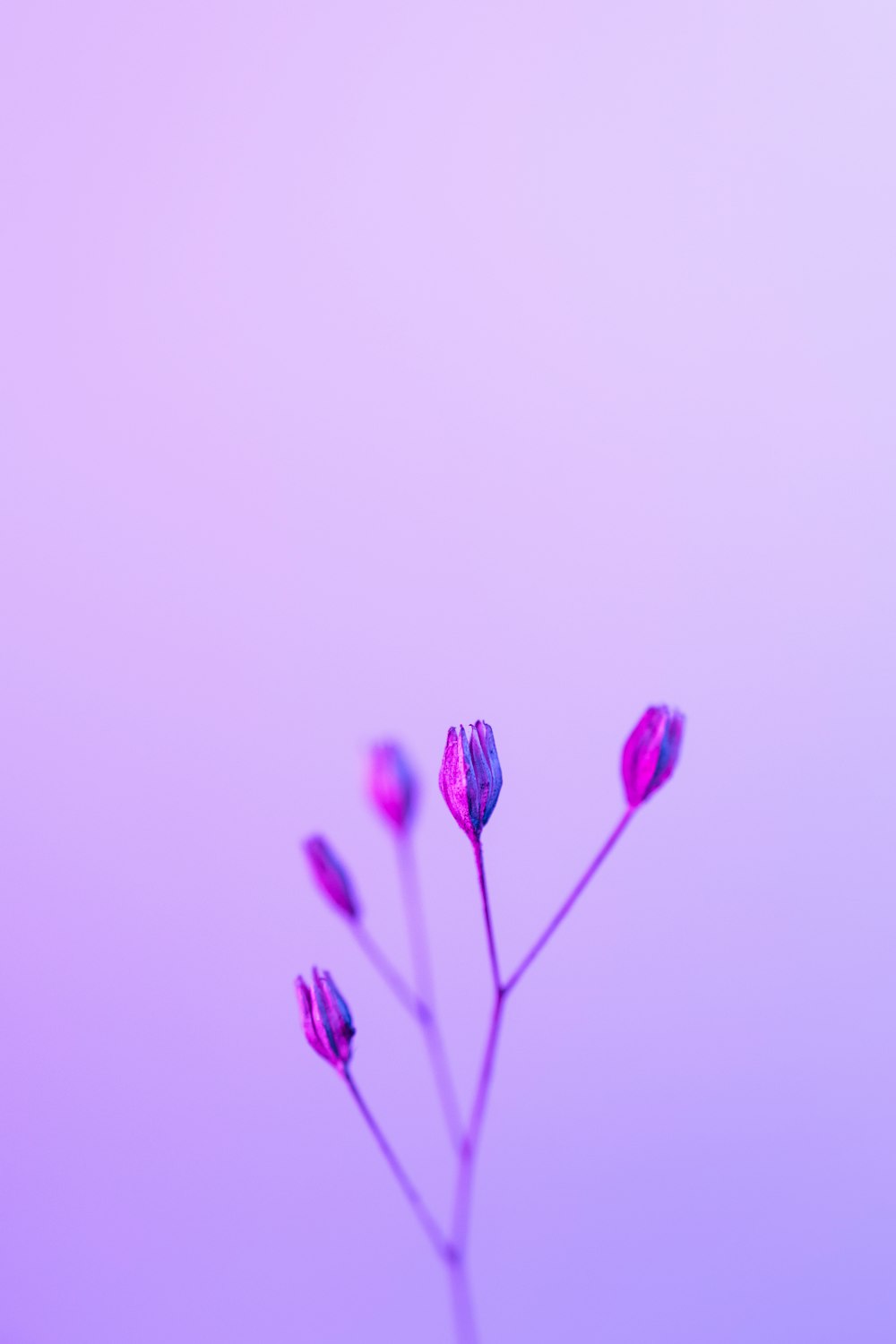 a close up of a flower with a sky background