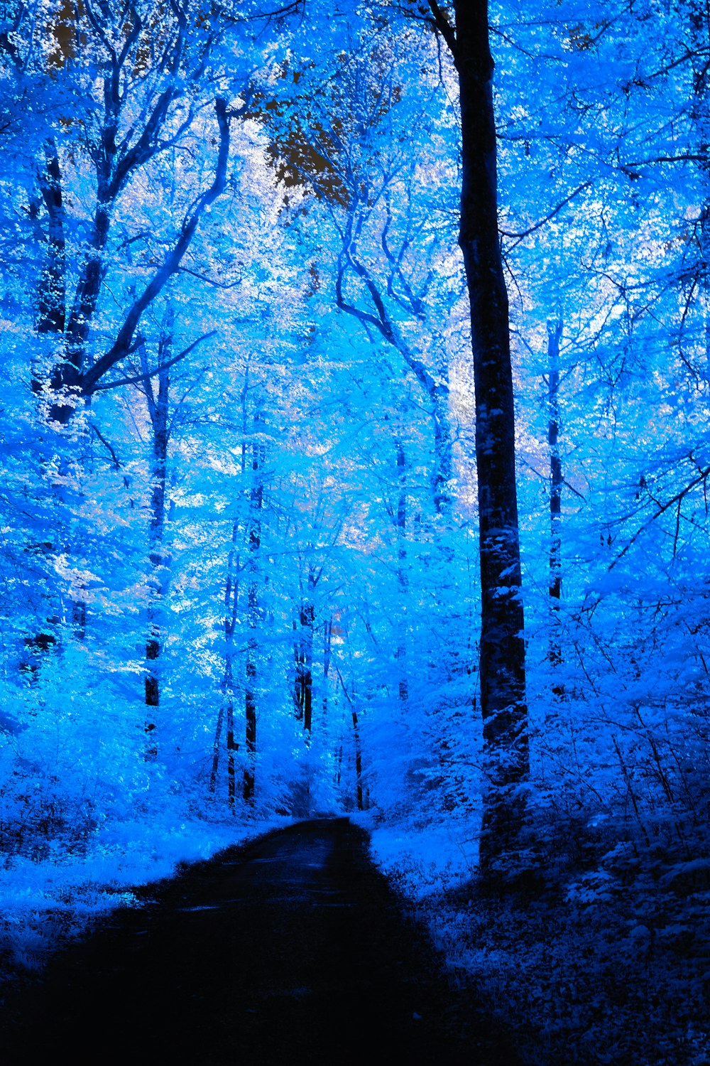 a path through a blue forest in the woods