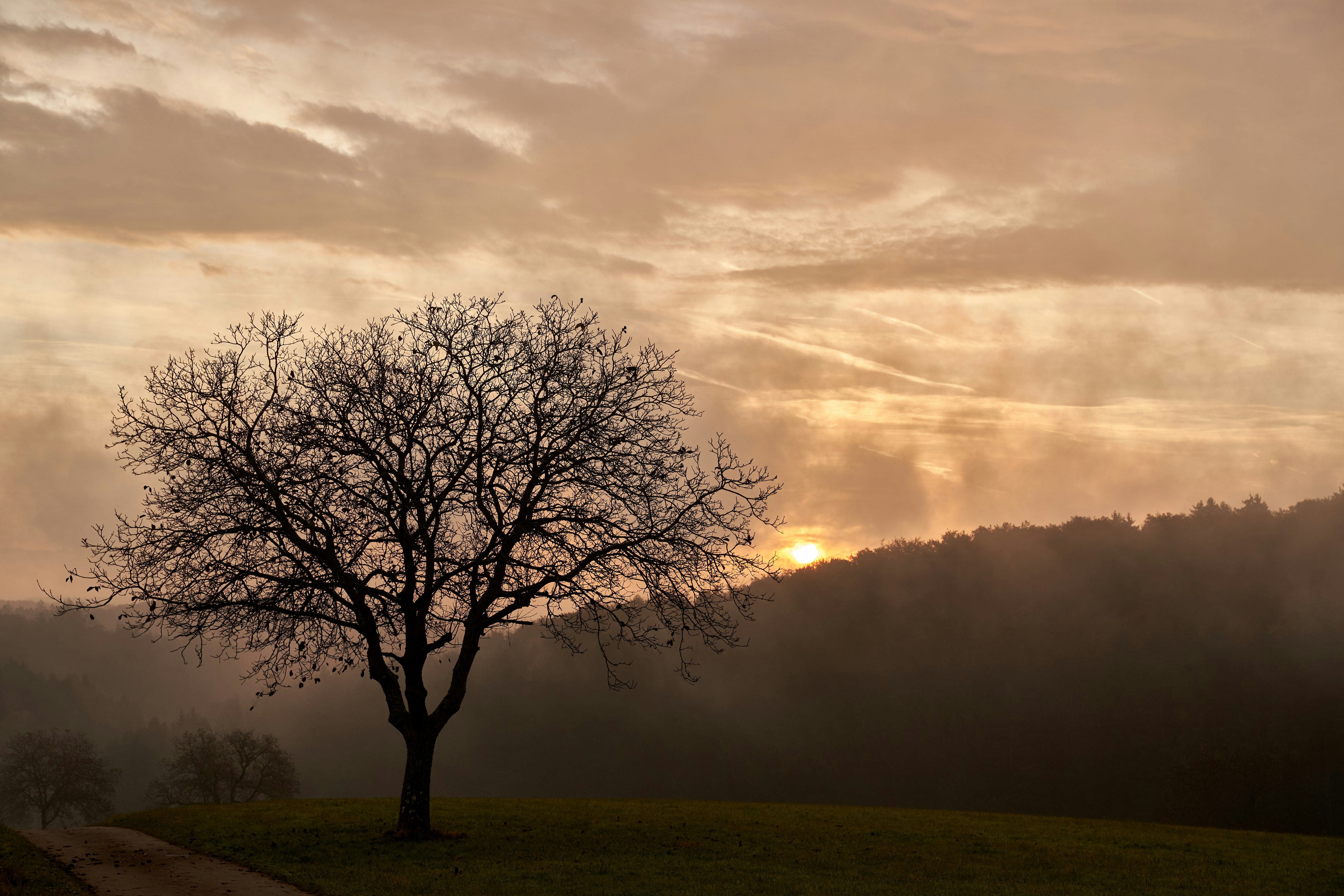 Photo by wolfgang_hasselmann