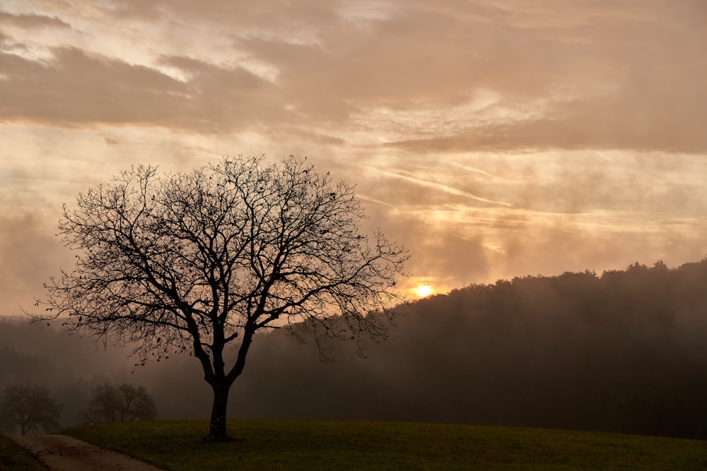 a lone tree in a field with a sunset in the background