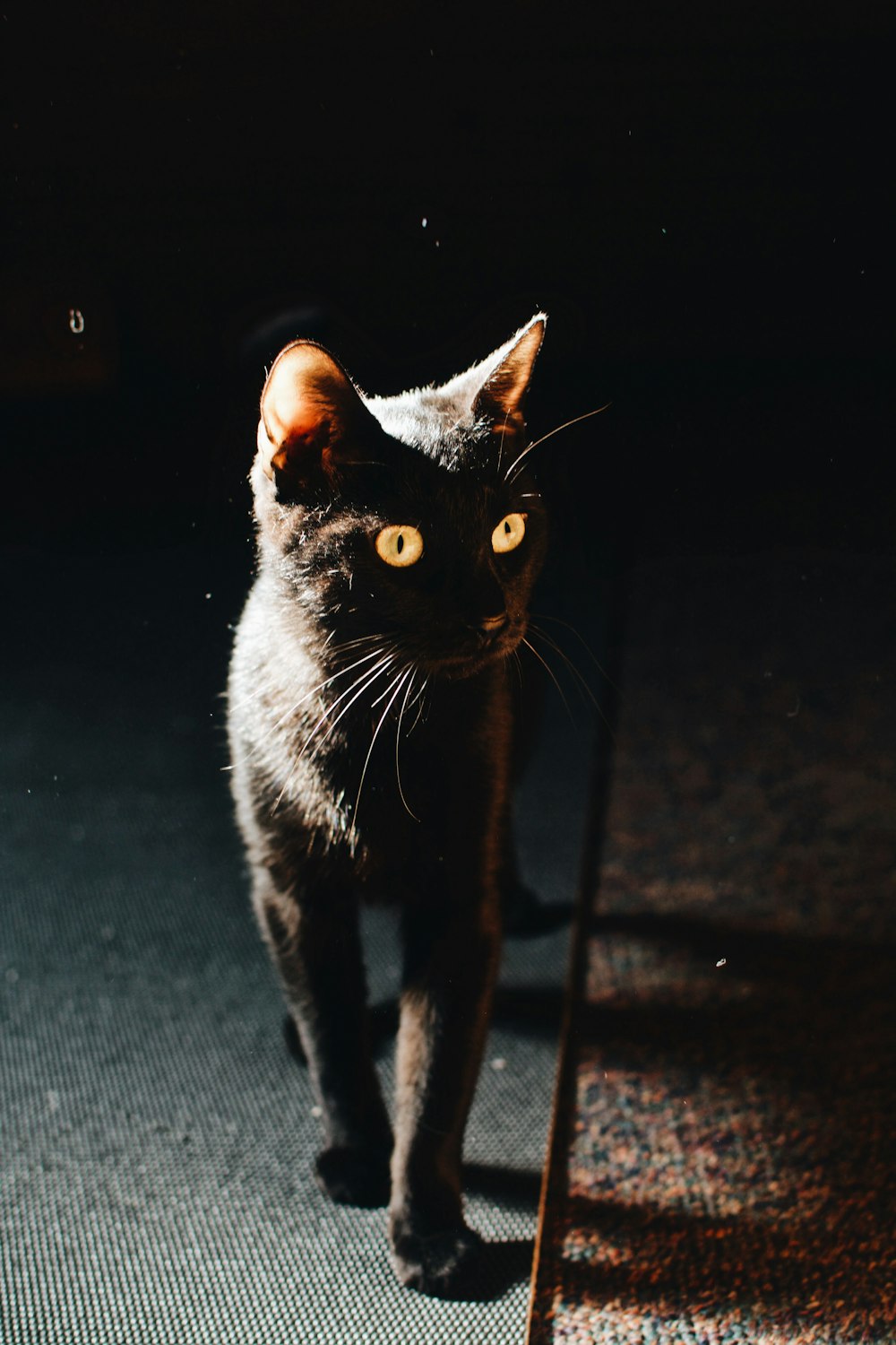 a black cat walking across a carpeted floor