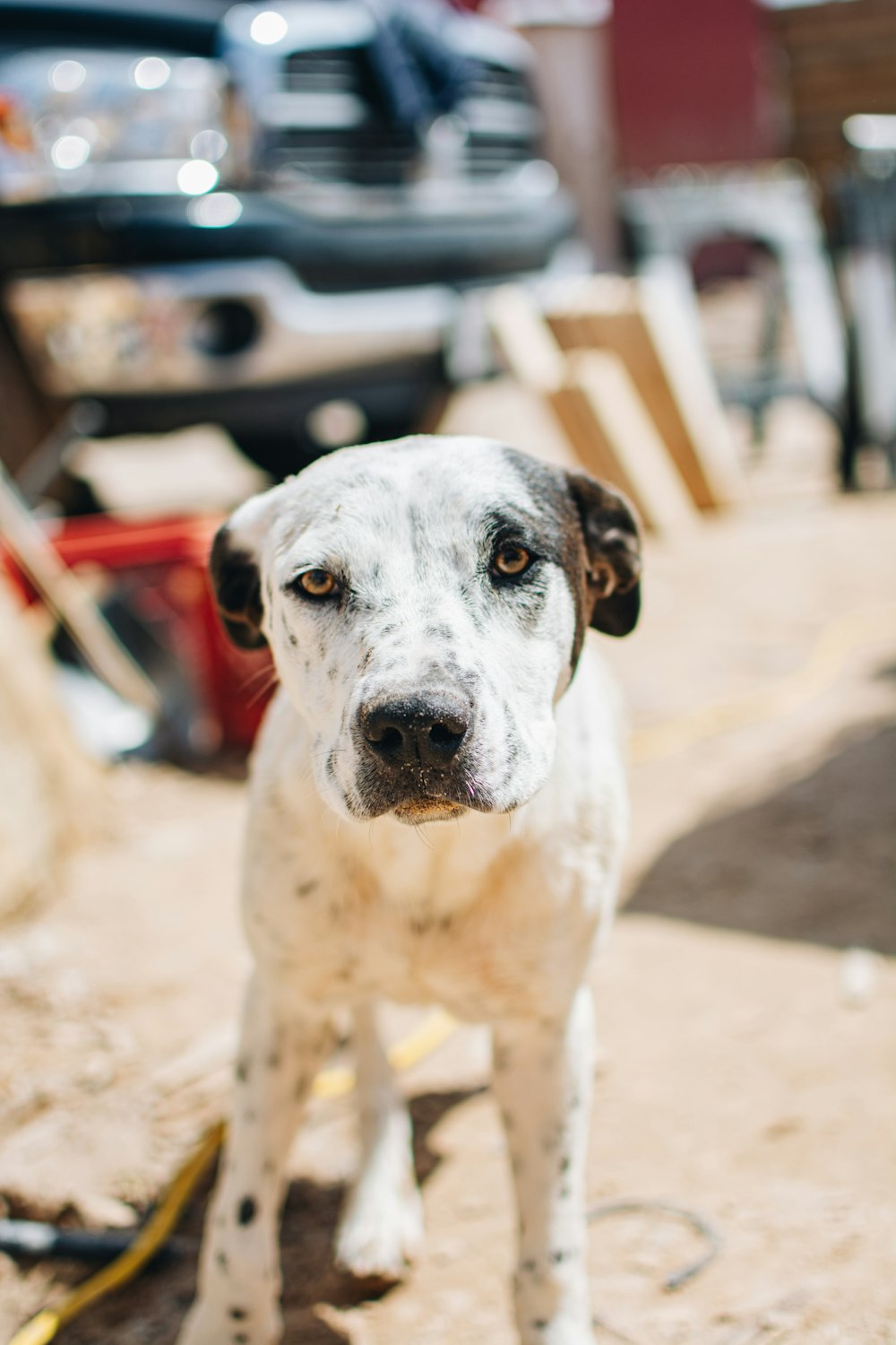 a white and black dog standing on a sidewalk