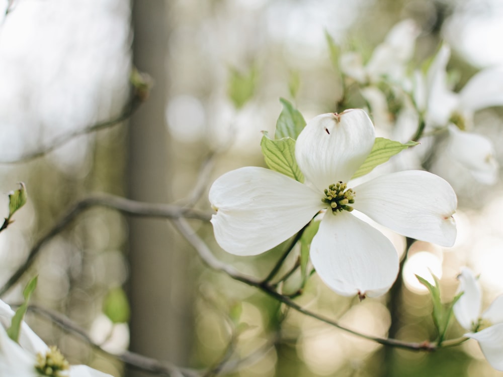 a close up of a white flower on a tree