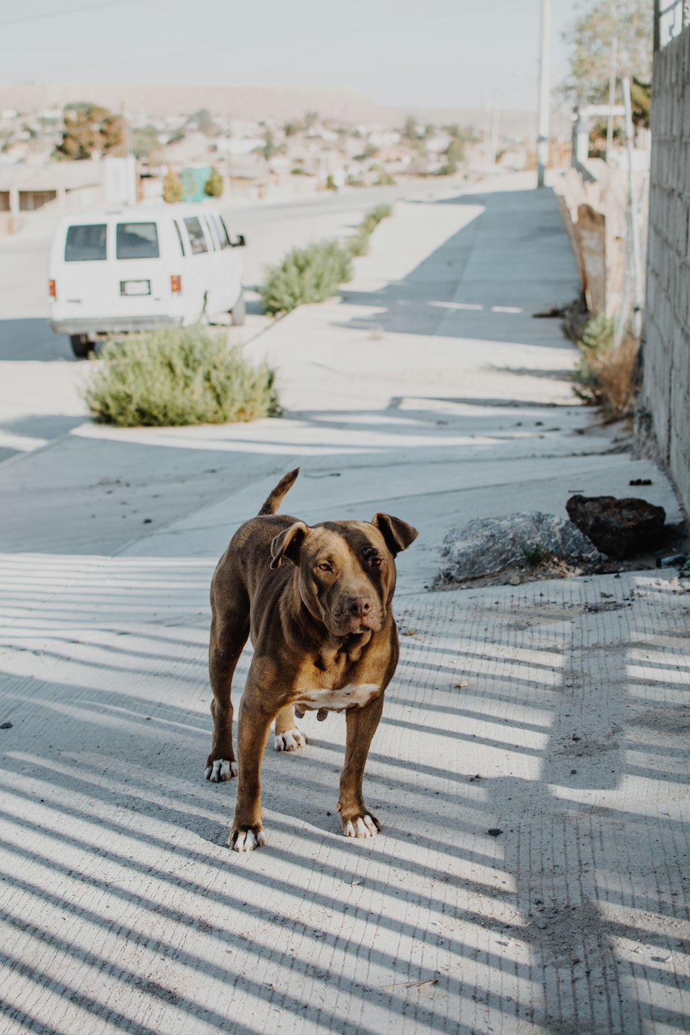a brown dog standing on a sidewalk next to a building