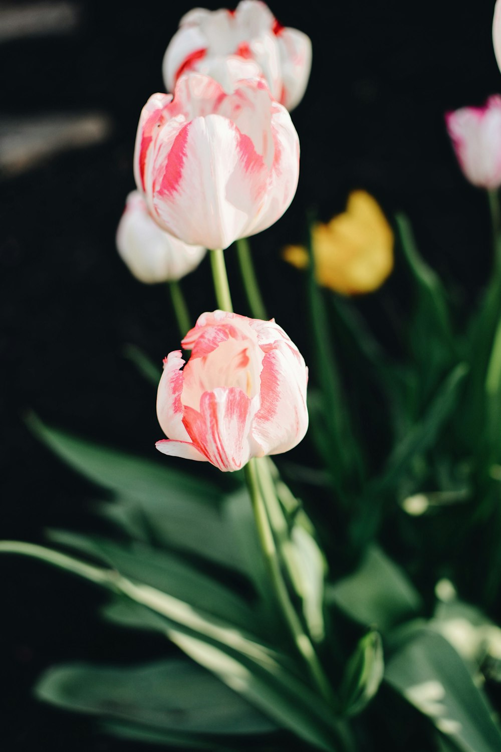 a group of pink and white tulips in a vase