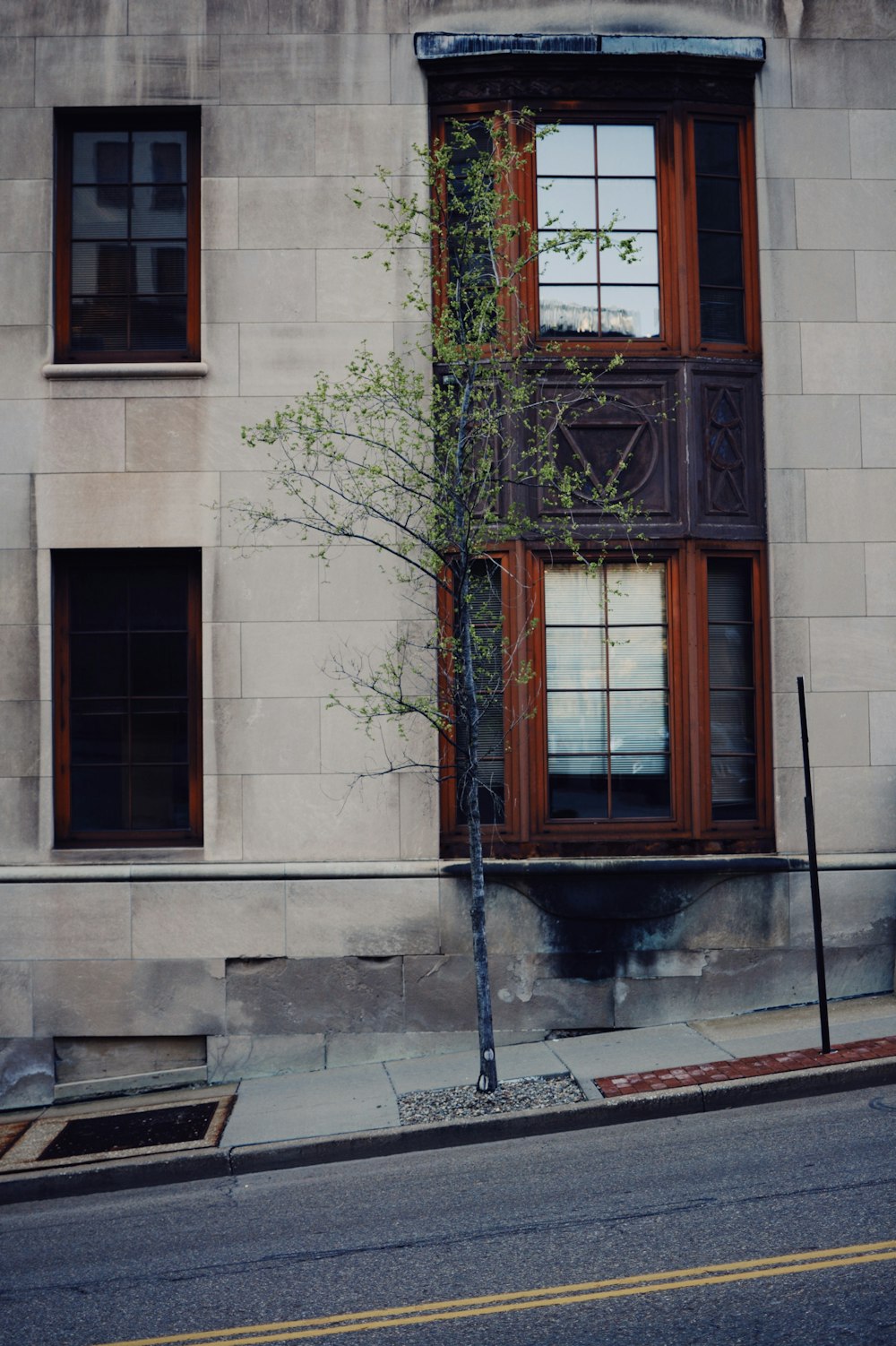 a tree in front of a building on a city street