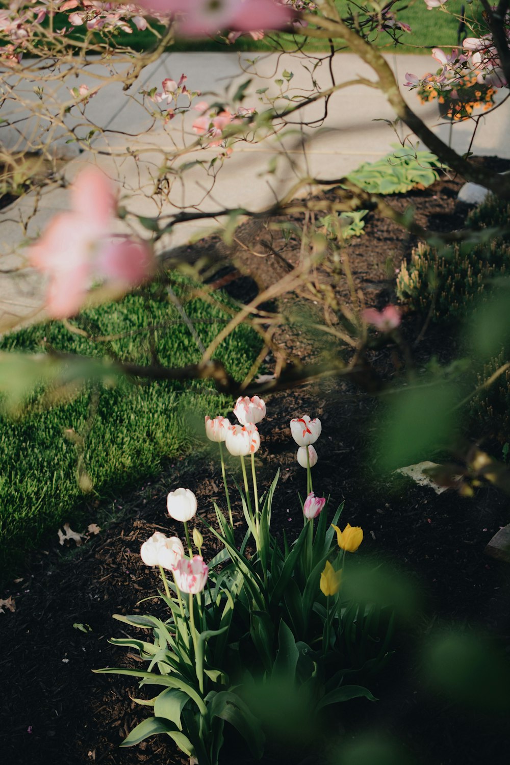 a bunch of flowers that are in the grass