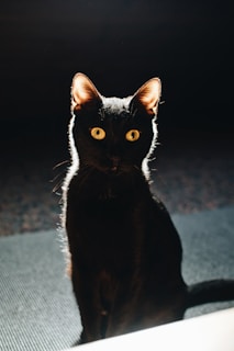 A black cat sitting upright with bright yellow eyes that catch the light, contrasted against a dark background. Sunlight highlights the edges of its ears and fur.