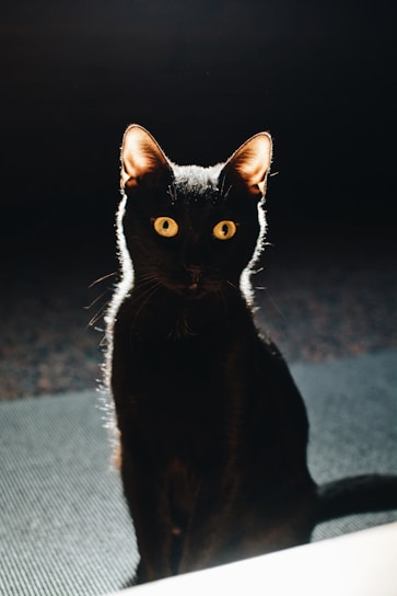 A black cat sitting upright with bright yellow eyes that catch the light, contrasted against a dark background. Sunlight highlights the edges of its ears and fur.