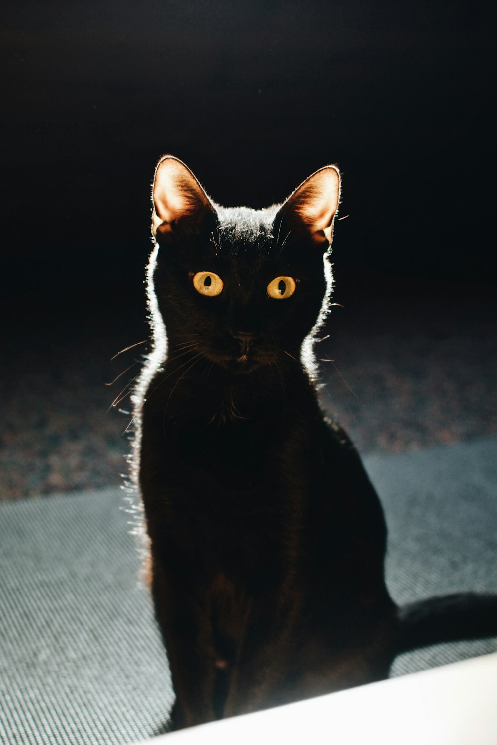 a black cat sitting on top of a rug
