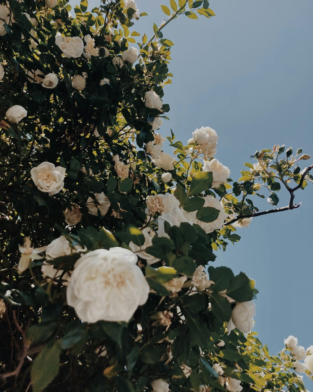 a tree with white flowers and green leaves