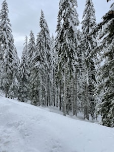 Pino Natural Premium