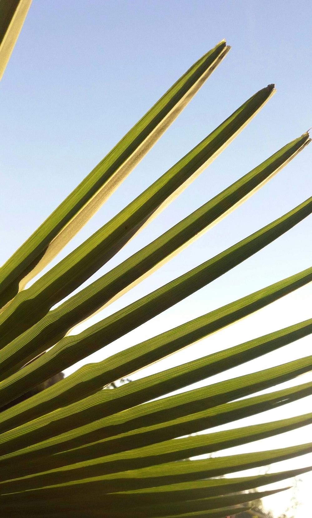 a close up of a palm tree with a blue sky in the background