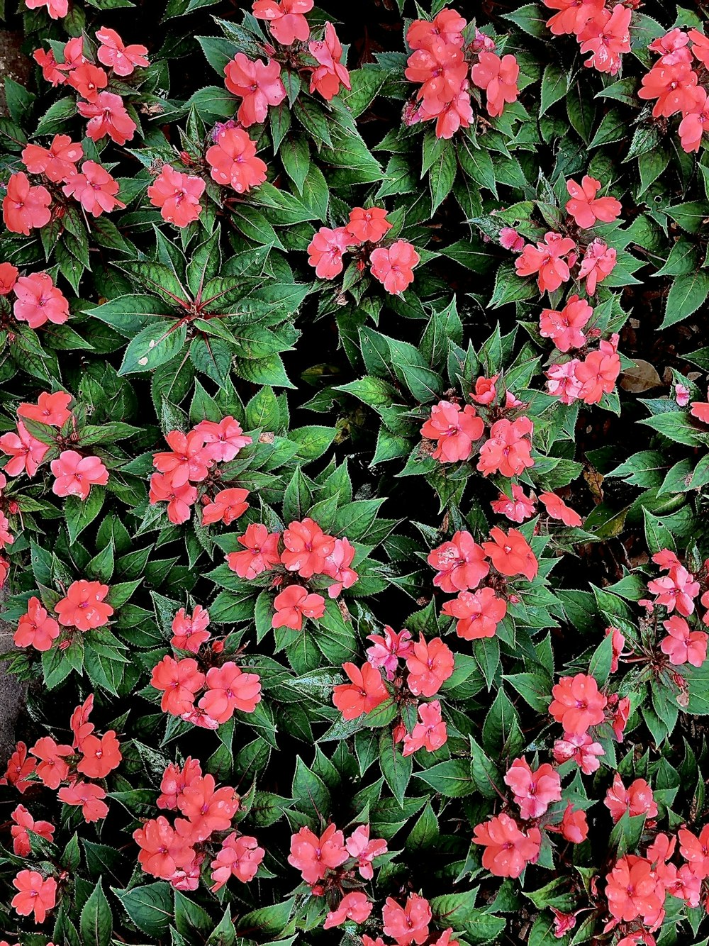 a bunch of flowers that are in the grass