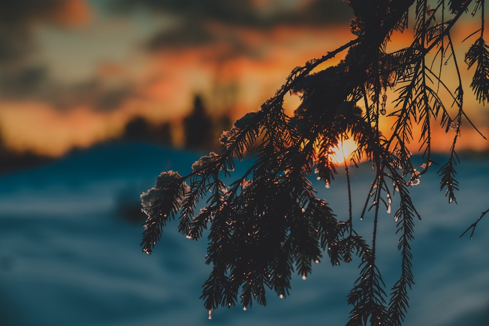 the sun is setting behind a tree branch