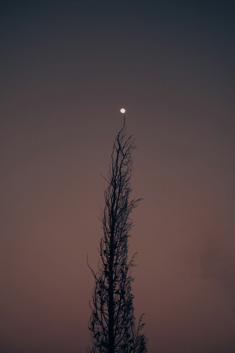 uma árvore alta com uma lua no fundo