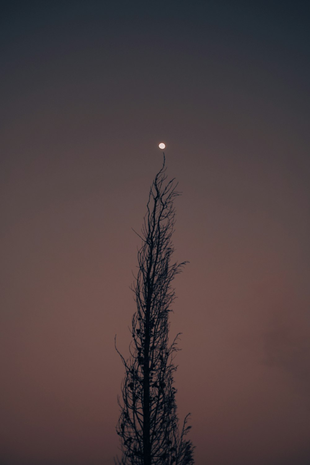 a tall tree with a moon in the background