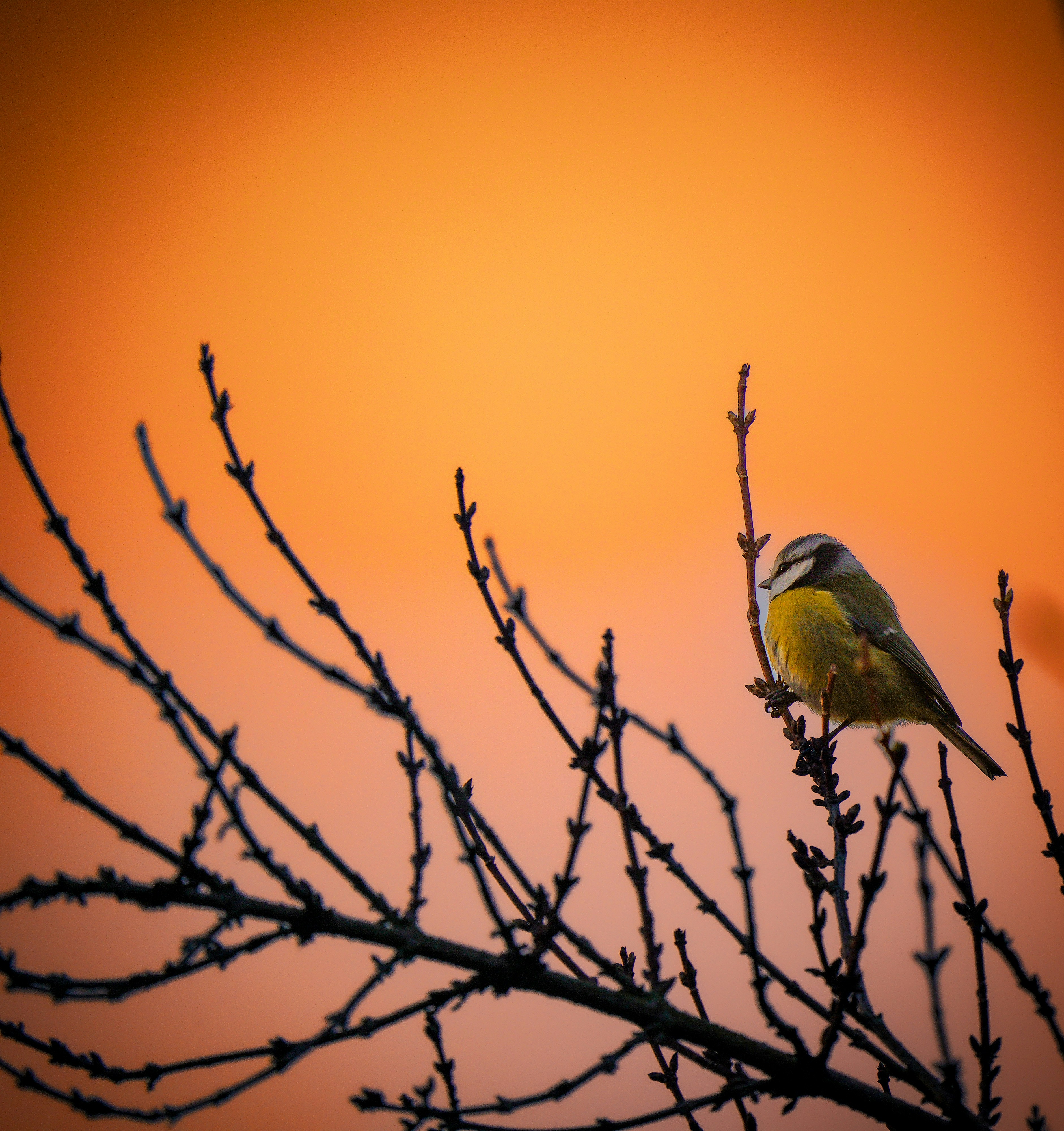 Photo by dariush1970