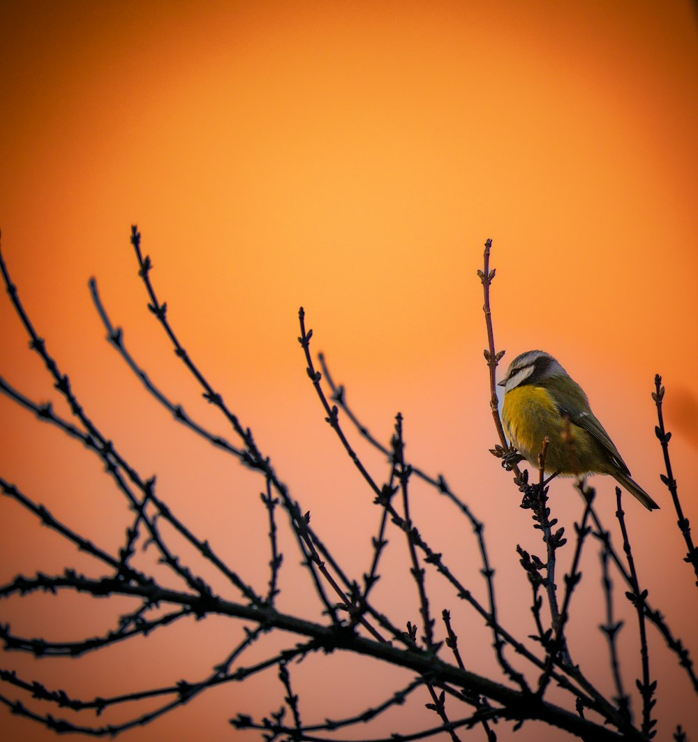 Un piccolo uccello appollaiato sulla cima di un ramo d'albero