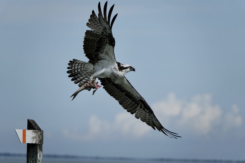 a large bird flying over a body of water