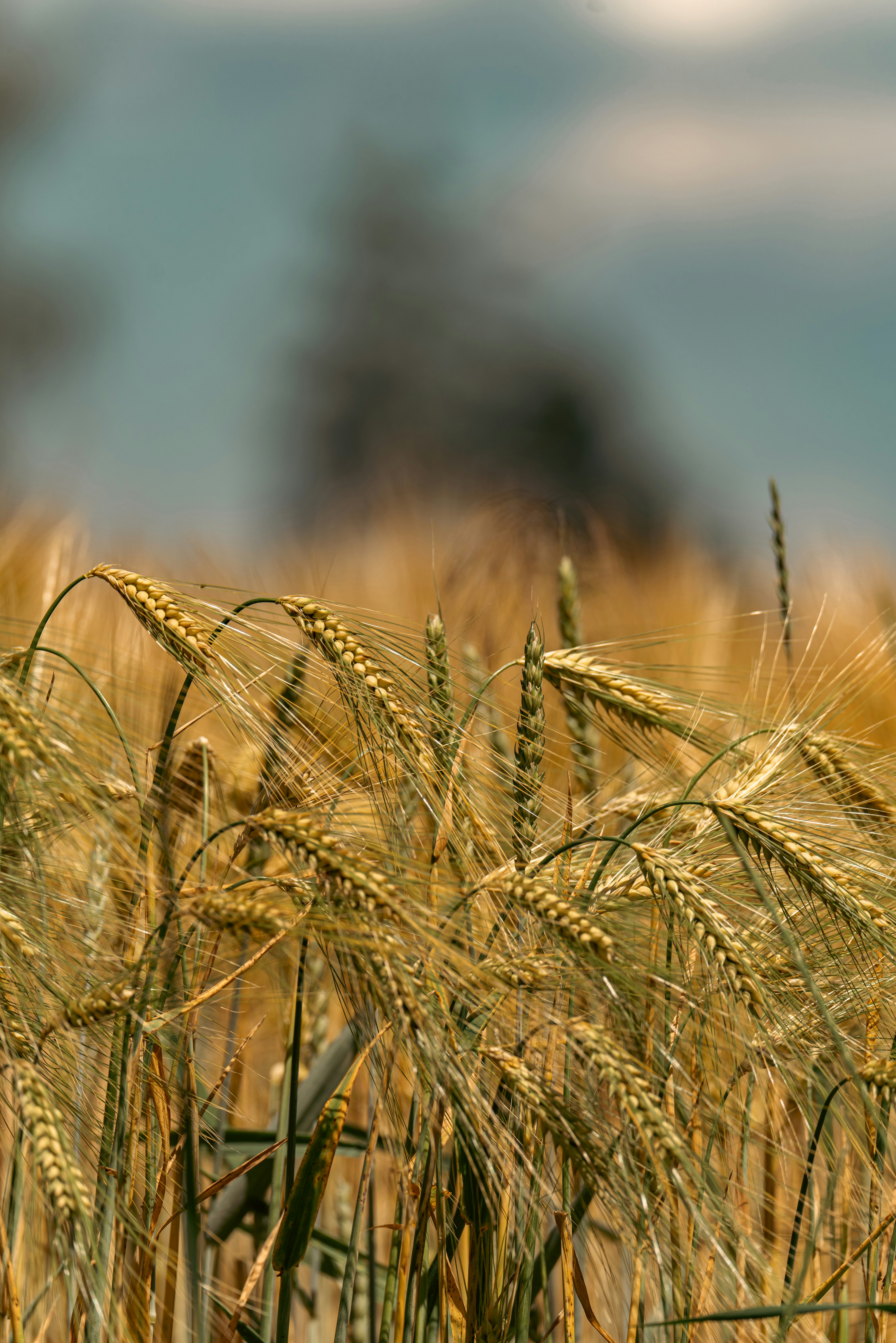 Photo by mikhail_mamaev