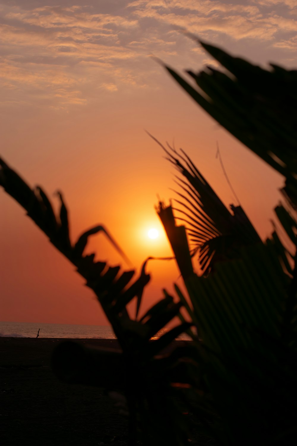 the sun is setting behind a palm tree